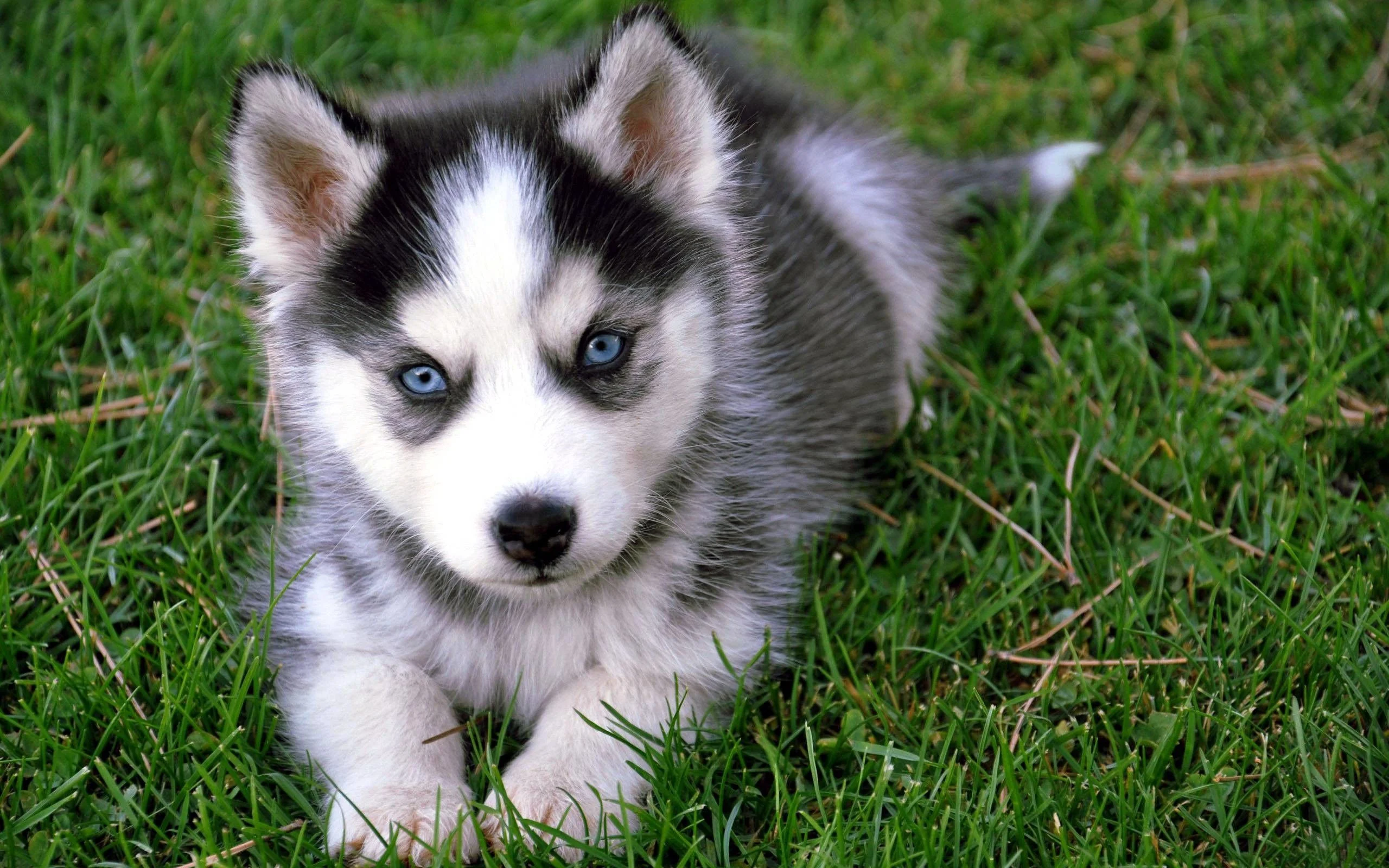 Siberian husky